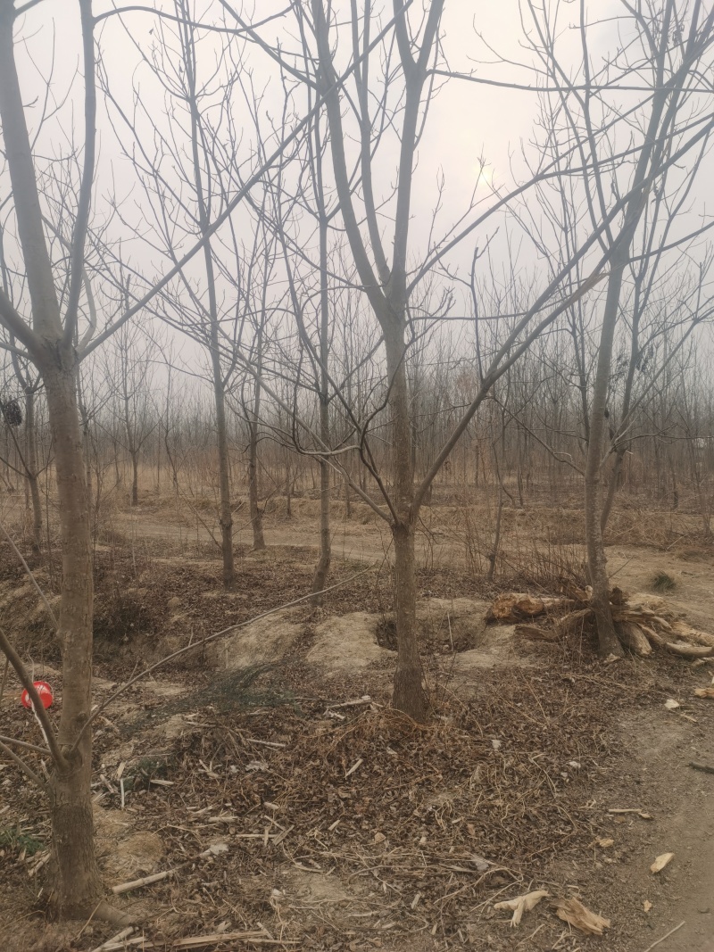 碧根果苗