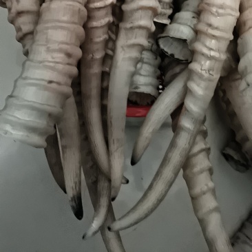 羊角，粉嫩，懂货的都懂