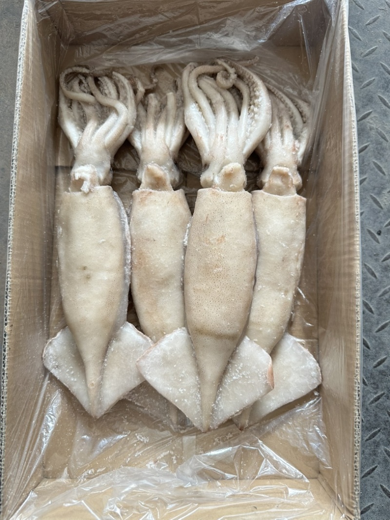 单冻鱿鱼，大小均匀，颜色鲜亮，阿根廷鱿鱼原料加工