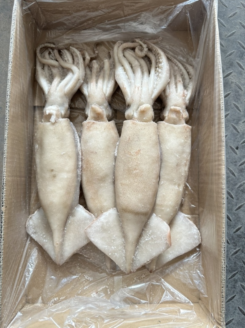 单冻鱿鱼，大小均匀，颜色鲜亮，阿根廷鱿鱼原料加工