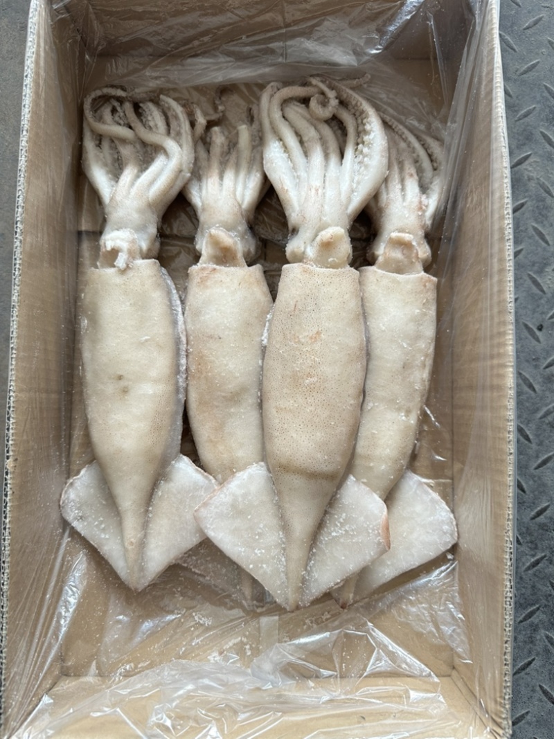 单冻鱿鱼，大小均匀，颜色鲜亮，阿根廷鱿鱼原料加工