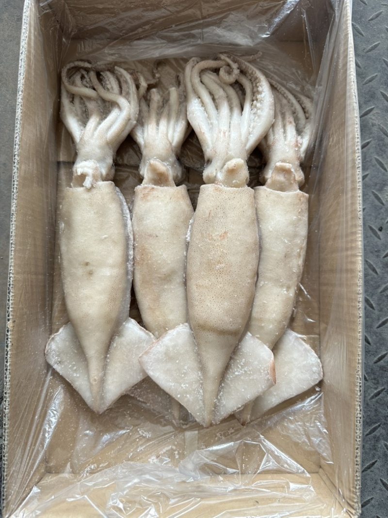 单冻鱿鱼，大小均匀，颜色鲜亮，阿根廷鱿鱼原料加工