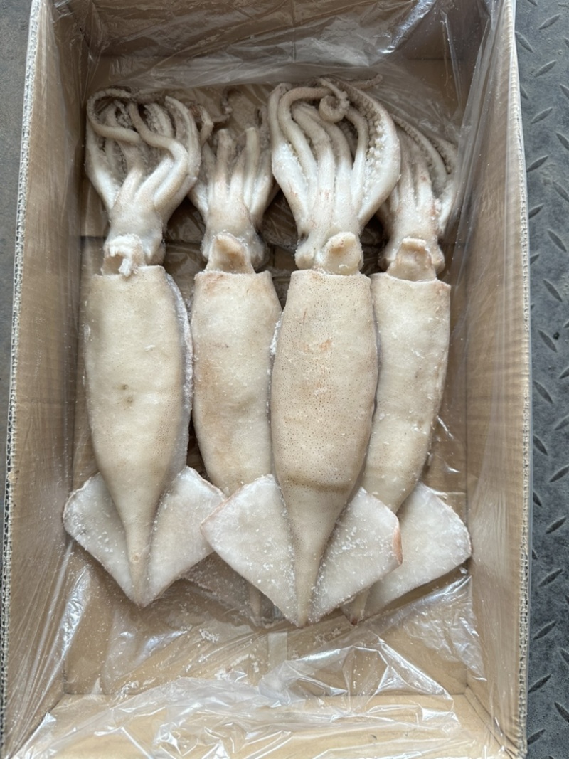 单冻鱿鱼，大小均匀，颜色鲜亮，阿根廷鱿鱼原料加工
