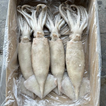 单冻鱿鱼，大小均匀，颜色鲜亮，阿根廷鱿鱼原料加工