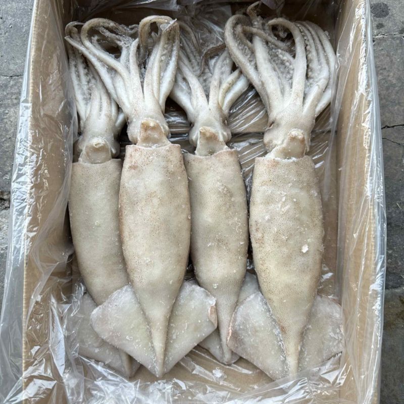 单冻鱿鱼，大小均匀，颜色鲜亮，阿根廷鱿鱼原料加工