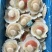 原汁夏夷贝，规格6/7/8/9/10/12，肉质肥美