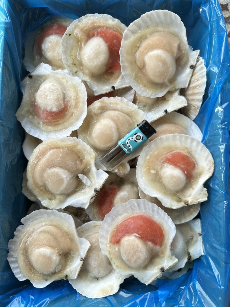 原汁夏夷贝，规格6/7/8/9/10/12，肉质肥美
