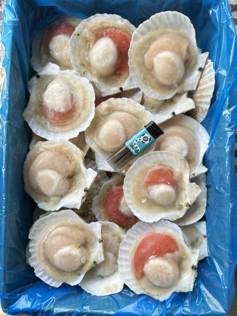 原汁夏夷贝，规格6/7/8/9/10/12，肉质肥美