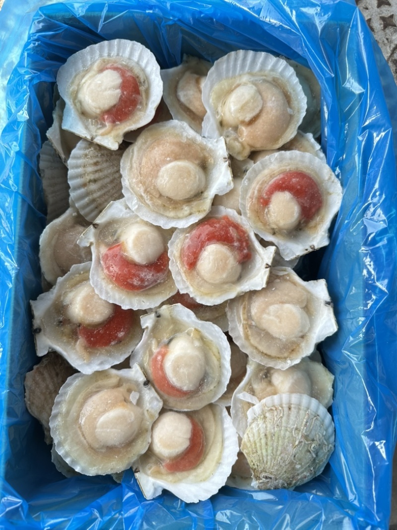 原汁夏夷贝，规格6/7/8/9/10/12，肉质肥美