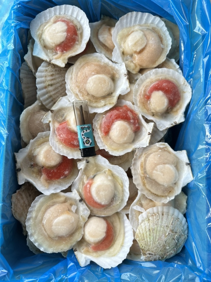 原汁夏夷贝，规格6/7/8/9/10/12，肉质肥美