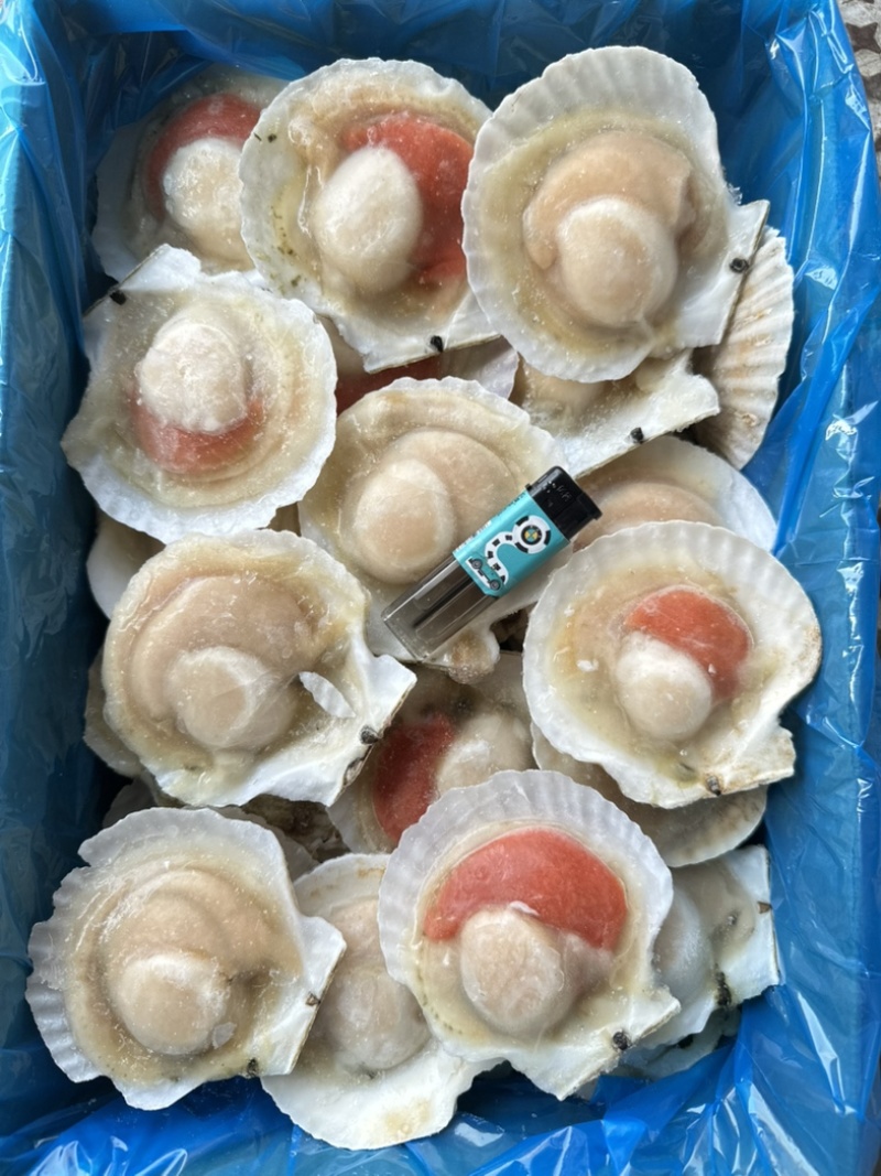 原汁夏夷贝，规格6/7/8/9/10/12，肉质肥美