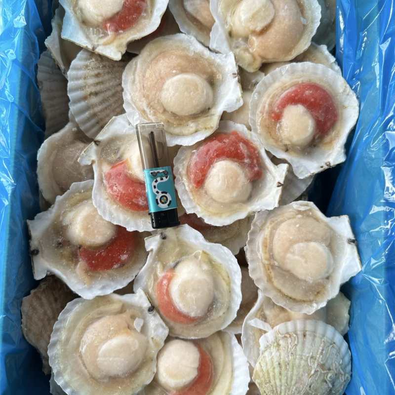 原汁夏夷贝，规格6/7/8/9/10/12，肉质肥美
