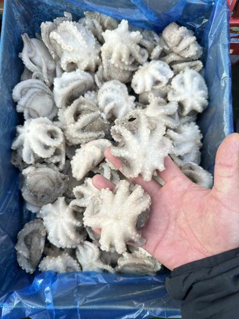 单冻小八爪鱼（章鱼），口感爽脆，不缩水，