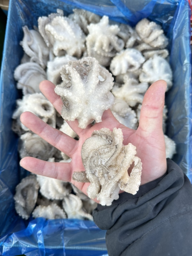 单冻小八爪鱼（章鱼），口感爽脆，不缩水，