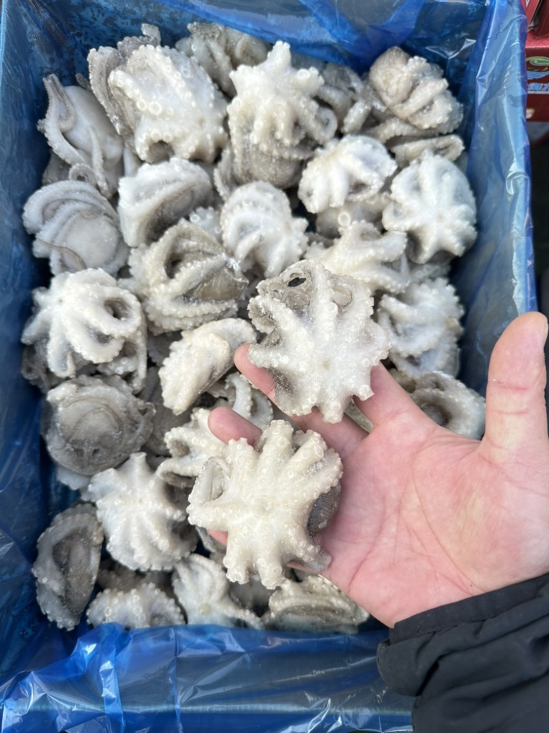 单冻小八爪鱼（章鱼），口感爽脆，不缩水，