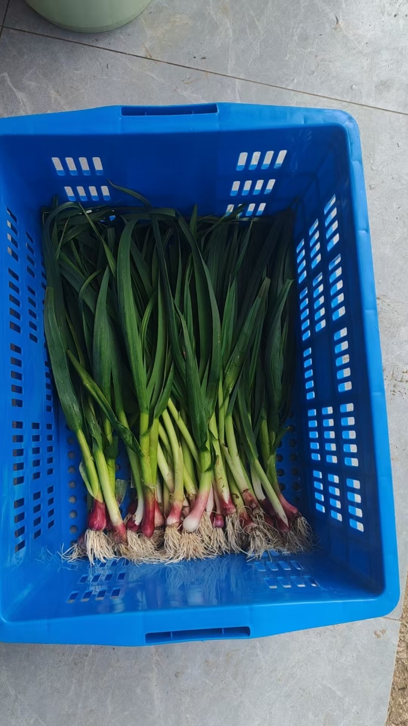红梗大蒜苗上市，有机肥种植，口感好