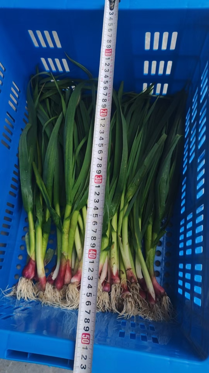 红梗大蒜苗上市，有机肥种植，口感好