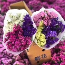 勿忘我，量大从优，全国发货，质量保证，欢迎采购