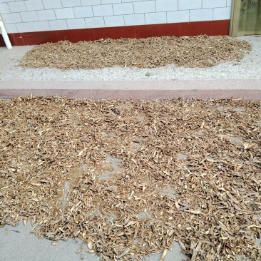 野生枸杞根已经加工好了纯皮
