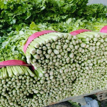 西芹安徽皇妃芹菜货源稳定代收代发全国市场