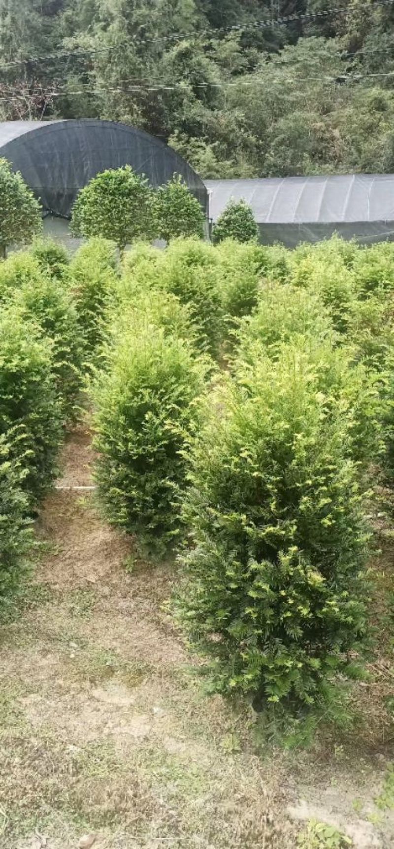 基地红豆杉供应