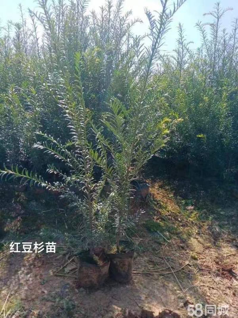 基地红豆杉供应