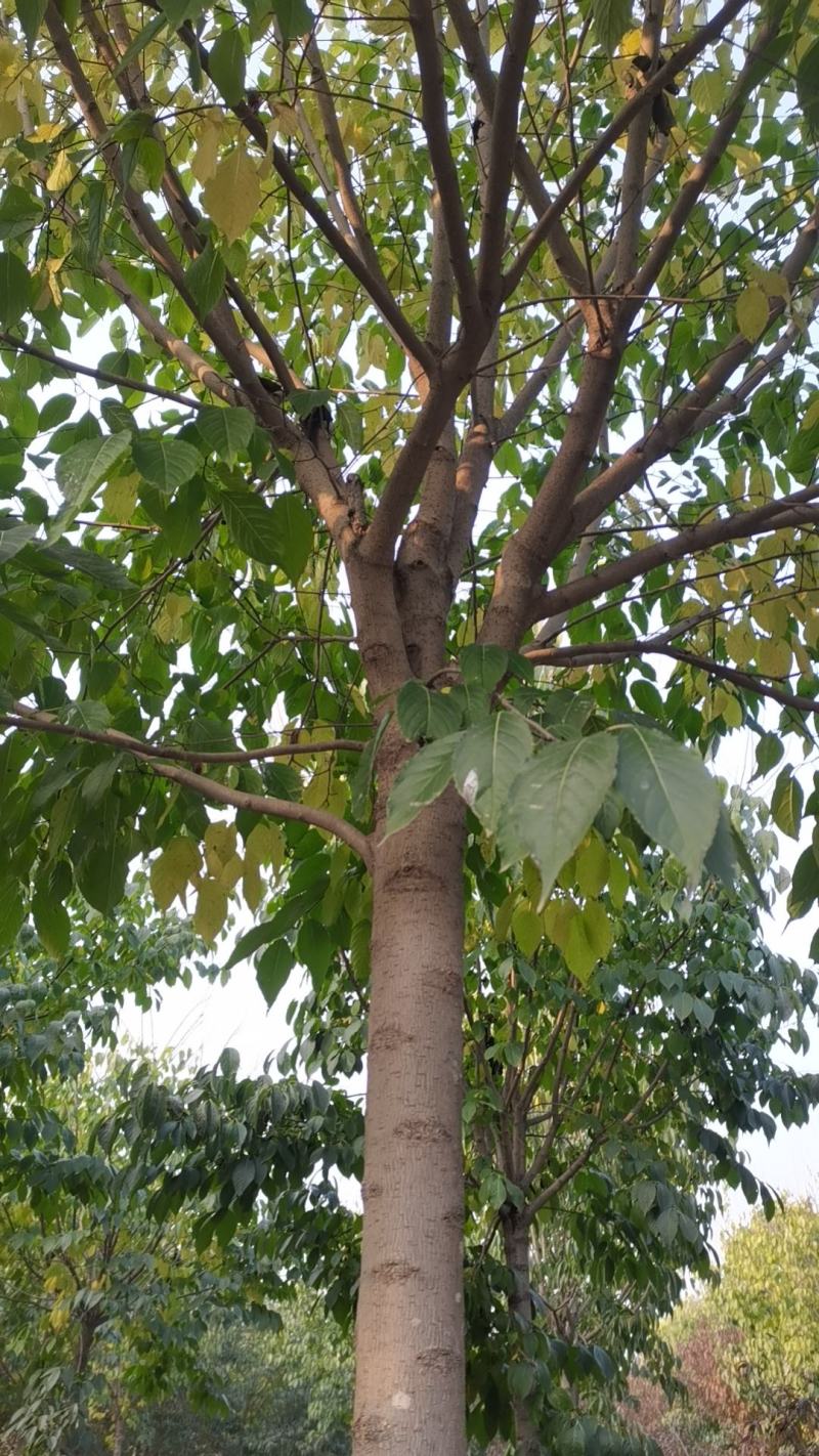 杜仲8--15公分的大量