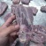 多肉猪颈骨