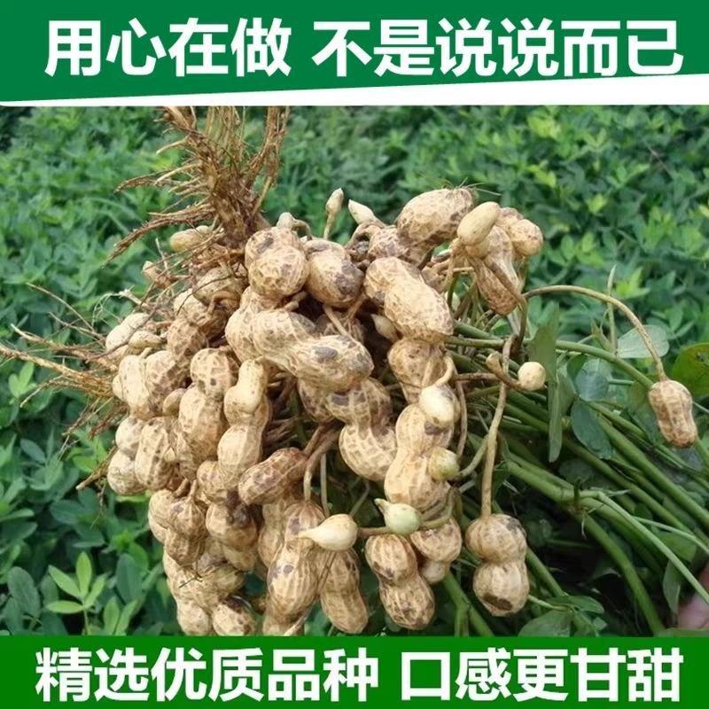 鲜花生干花生代收代办一条龙产地直发