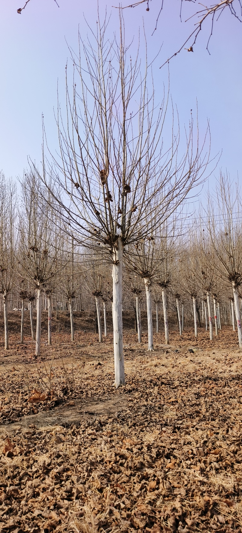 造型法桐，18公分-20公分