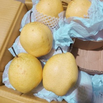 【推荐】河北雪花梨产地直销量大质优价格优惠欢迎采购