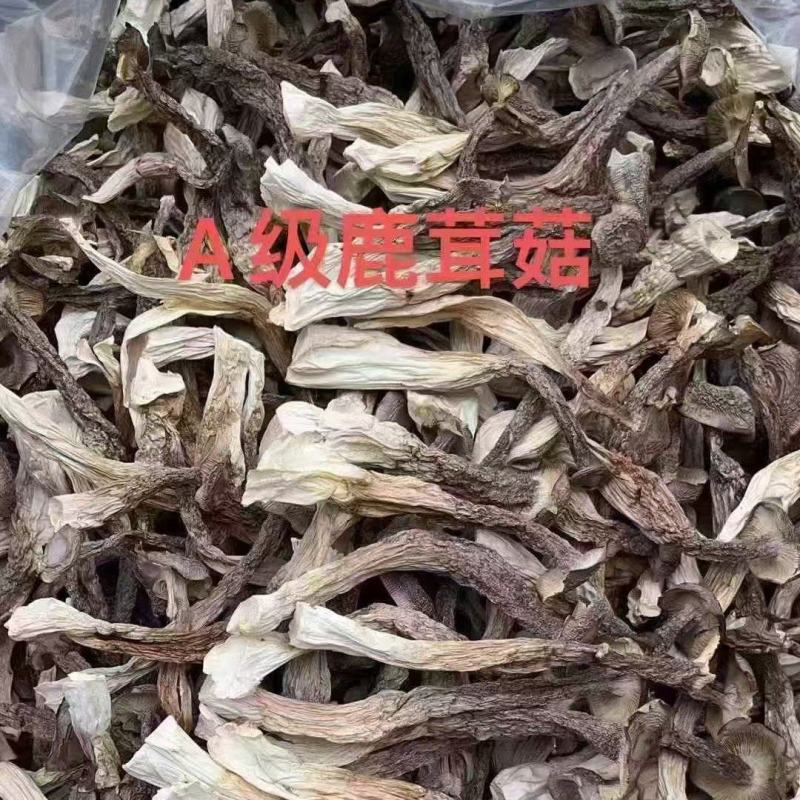 鹿茸菇，一件净重10斤，颜色白干净无碎片