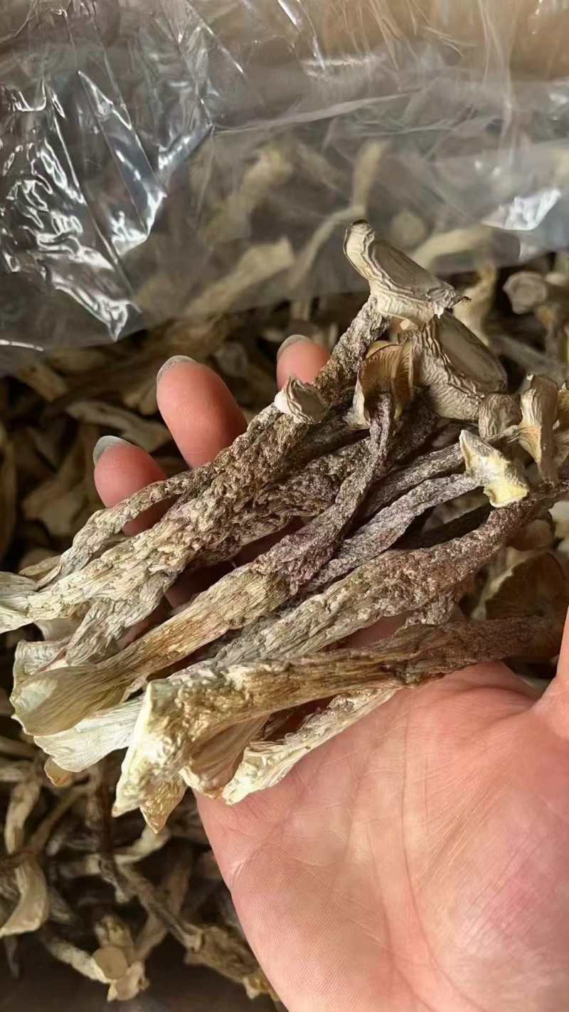 鹿茸菇，一件净重10斤，颜色白干净无碎片