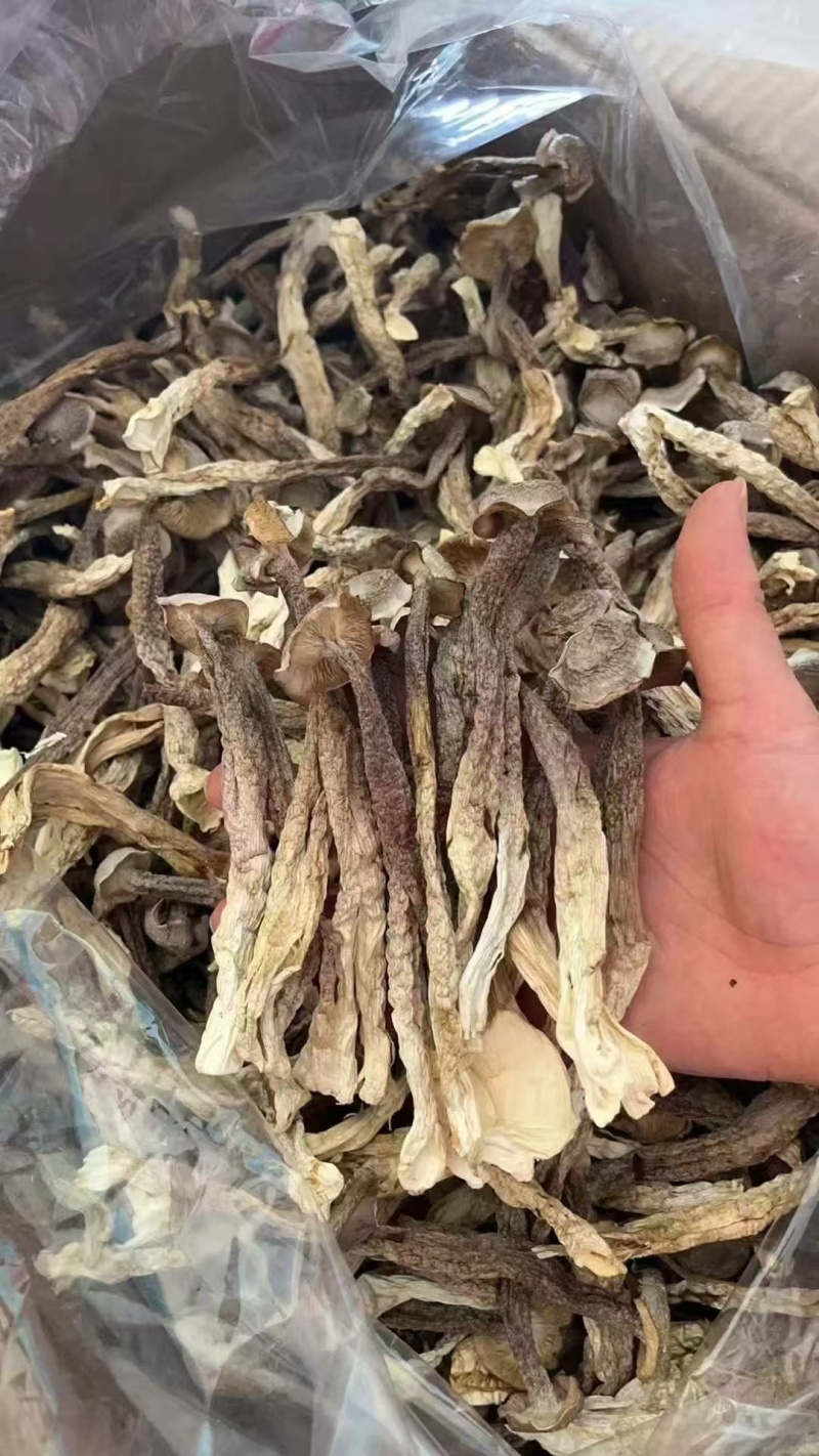 鹿茸菇，一件净重10斤，颜色白干净无碎片