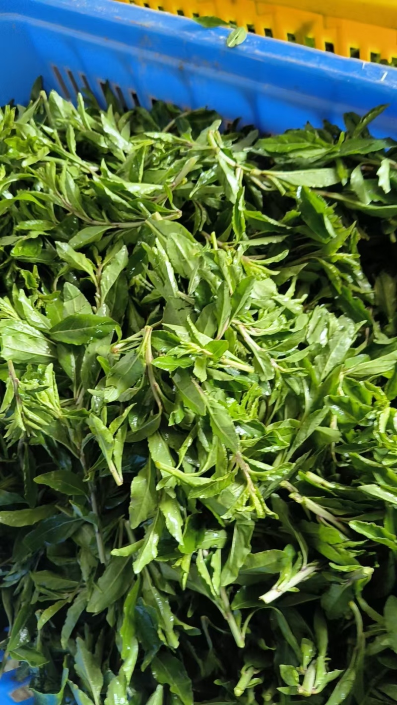 枸杞芽菜/产地销售/产地直发品质好需要老板电话