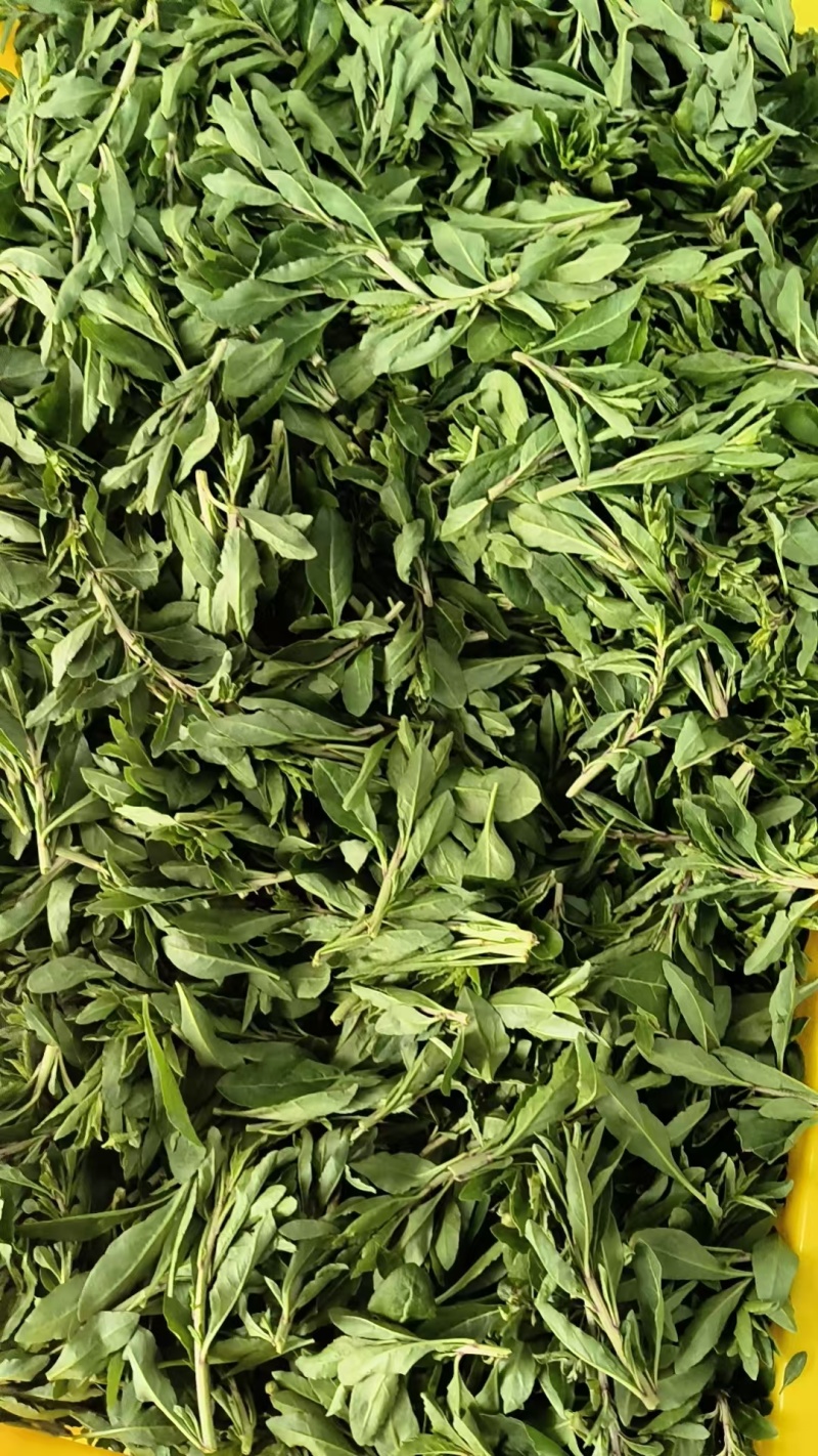 枸杞芽菜/产地销售/产地直发品质好需要老板电话