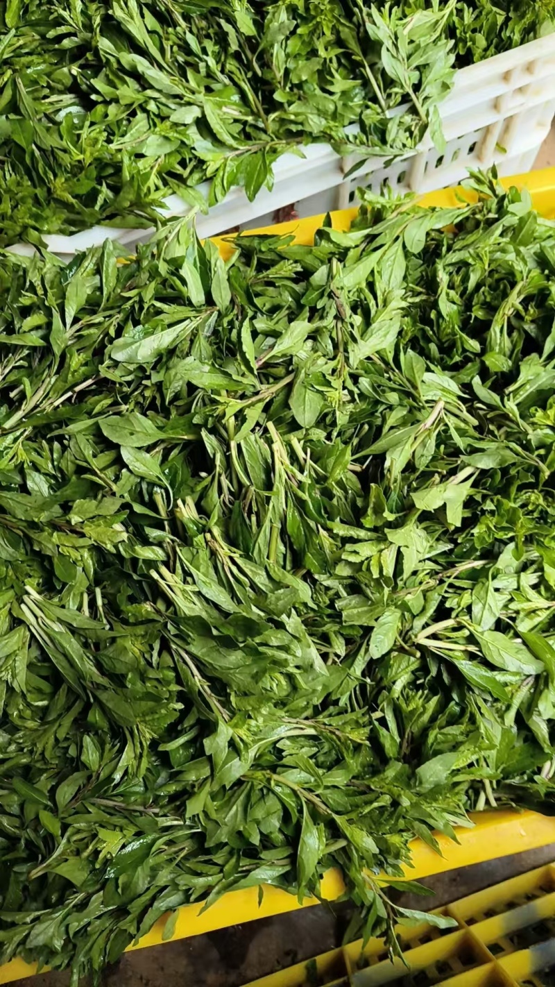 枸杞芽菜/产地销售/产地直发品质好需要老板电话