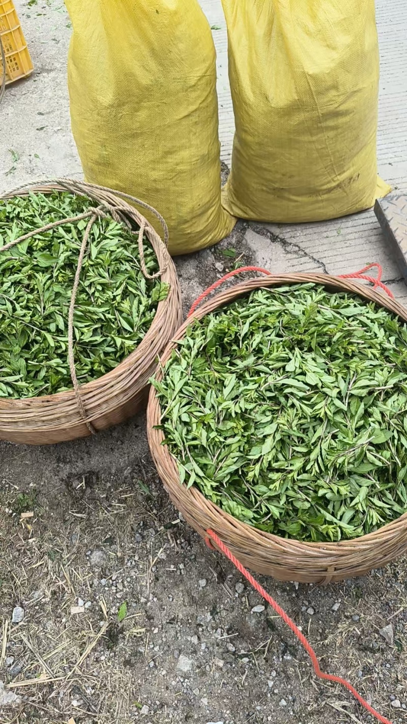 枸杞芽菜/产地销售/产地直发品质好需要老板电话