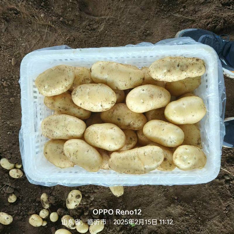 山东枣庄黄金土豆产地发货一手货源批发品质保证价格美丽