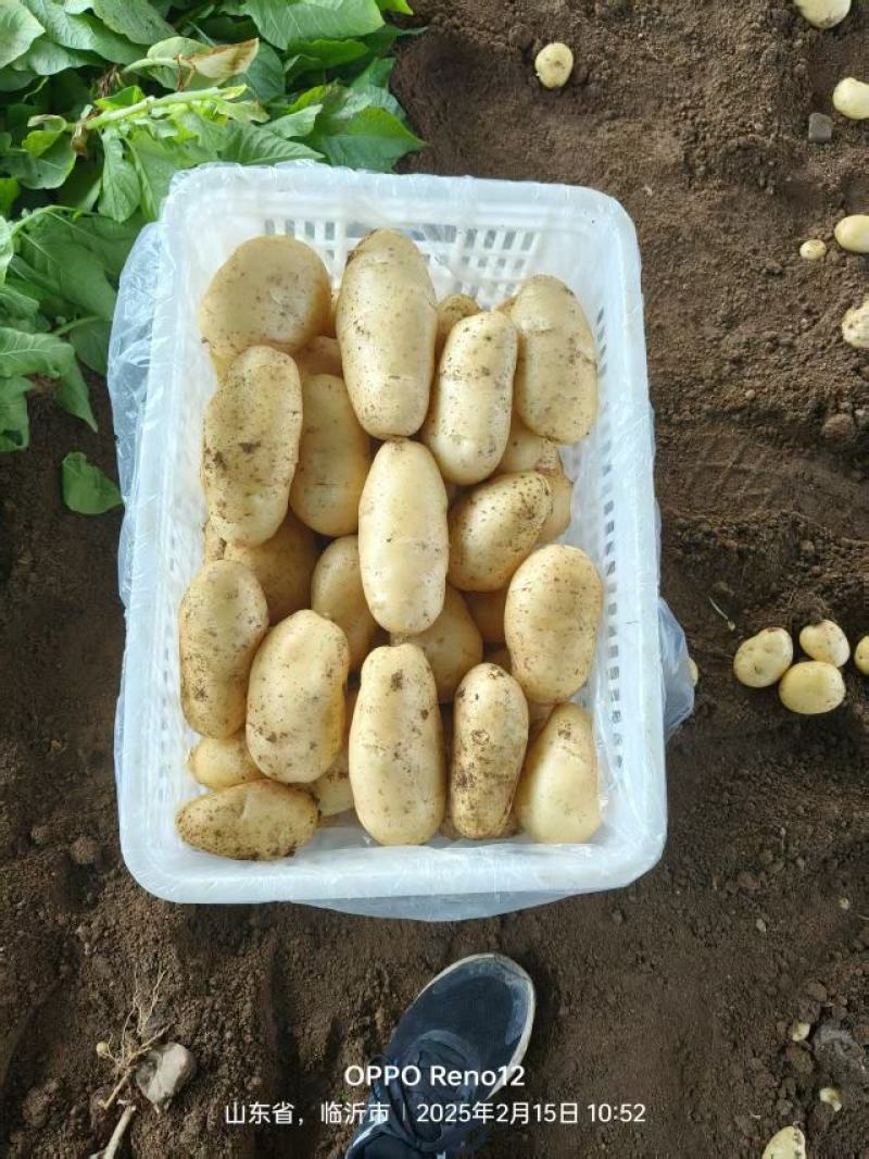 山东枣庄黄金土豆产地发货一手货源批发品质保证价格美丽
