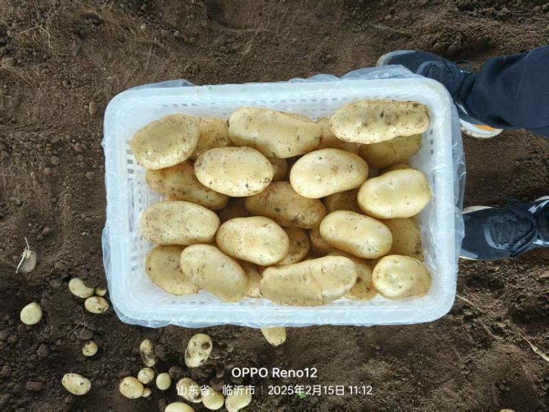 山东枣庄黄金土豆产地发货一手货源批发品质保证价格美丽