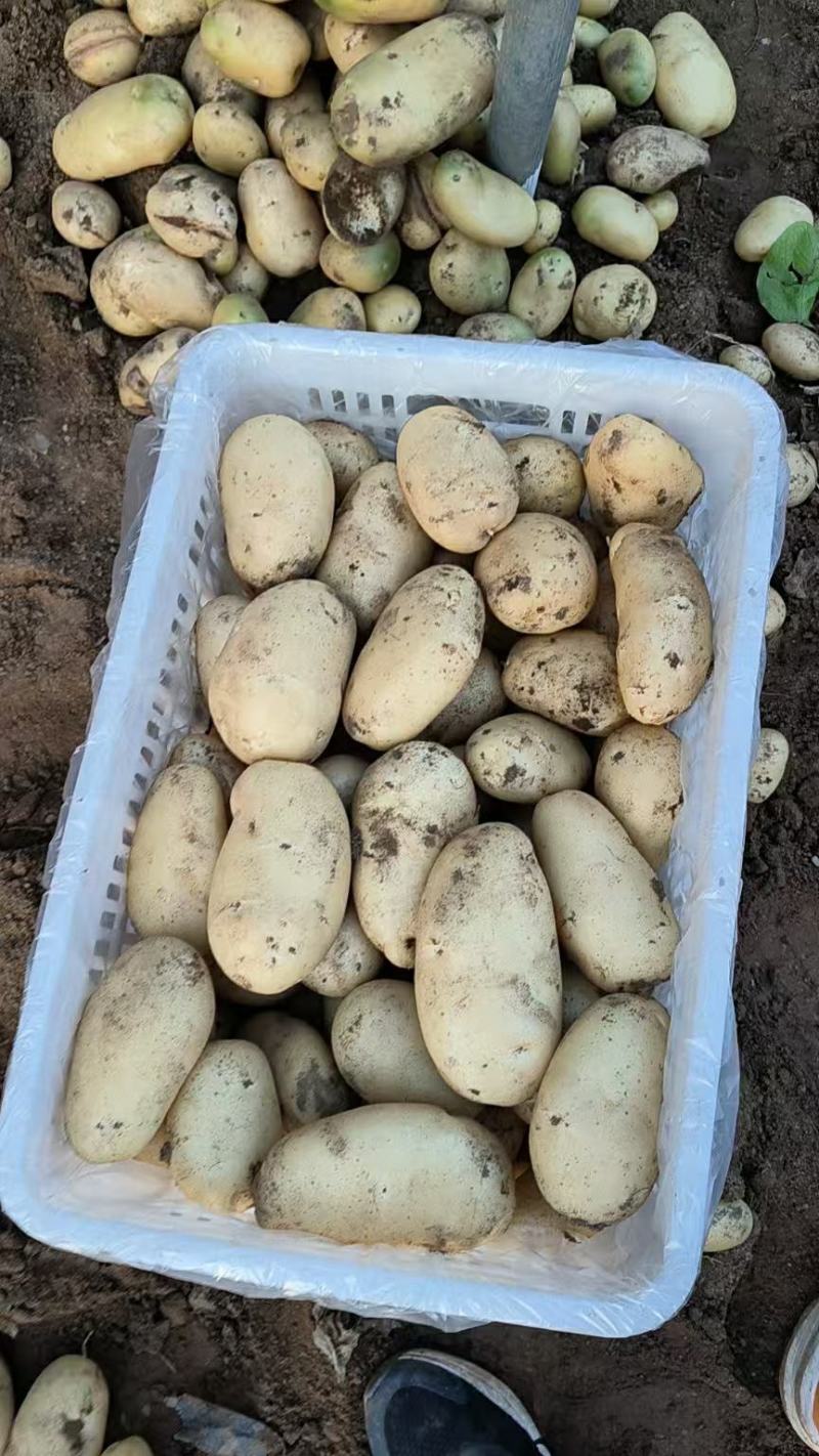 山东枣庄黄金土豆产地发货一手货源批发品质保证价格美丽