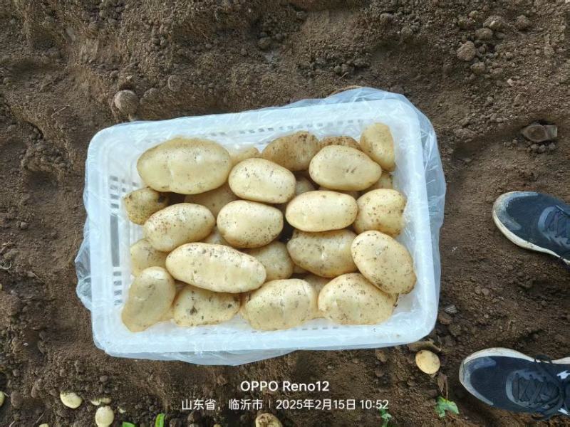 山东枣庄黄金土豆产地发货一手货源批发品质保证价格美丽