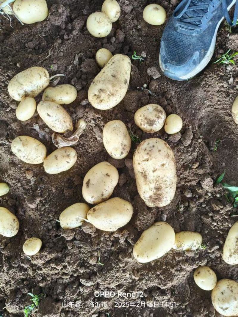 山东枣庄黄金土豆产地发货一手货源批发品质保证价格美丽