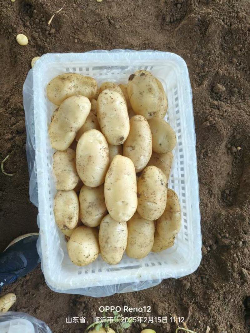山东枣庄黄金土豆产地发货一手货源批发品质保证价格美丽