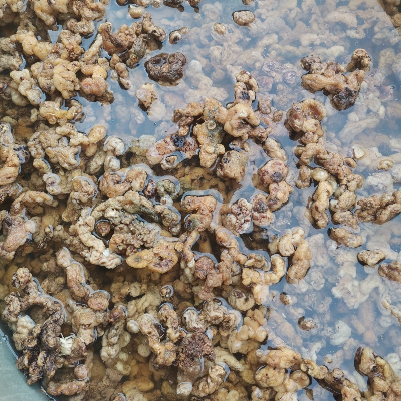 九蒸九晒三蒸三晒姜型黄精