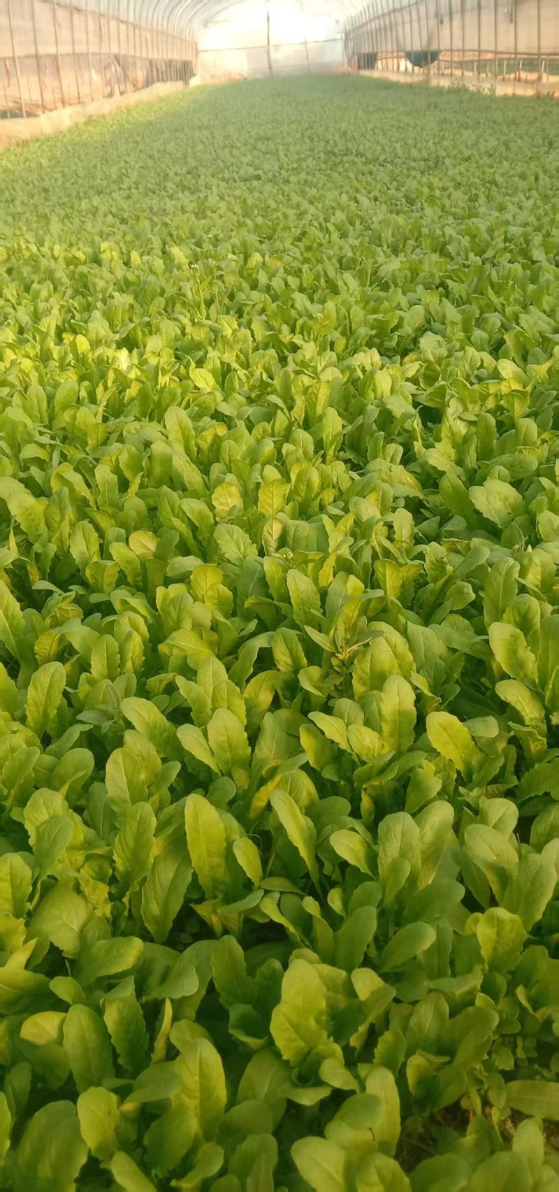 云南精品荠菜现摘现发产地一手货源规格多样可选，价格可谈