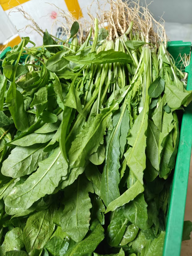云南精品荠菜现摘现发产地一手货源规格多样可选，价格可谈