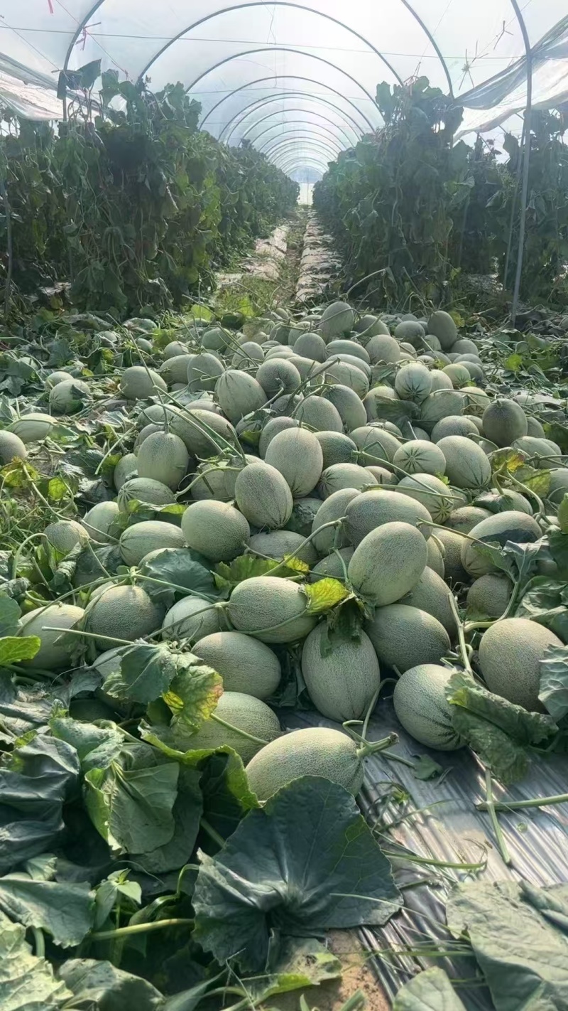 蜜瓜，市场，电商，一件代发，整车走货，价格优惠，产地直发