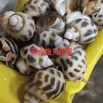 特大花螺45粒头左右59元